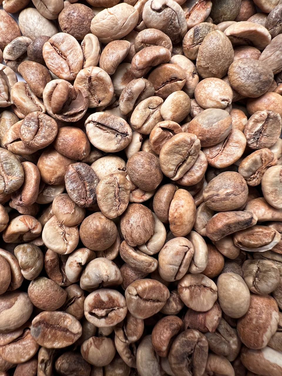 دانه سبز ربوستا اوئگاندا