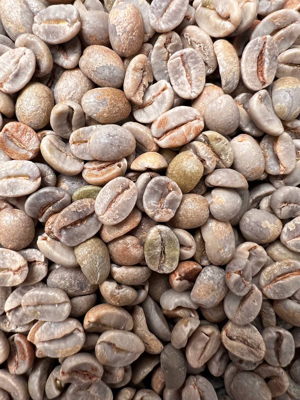 دانه سبز عربیکا برزیل فاینکاپ – گرین پرو – شسته - تصویر 4