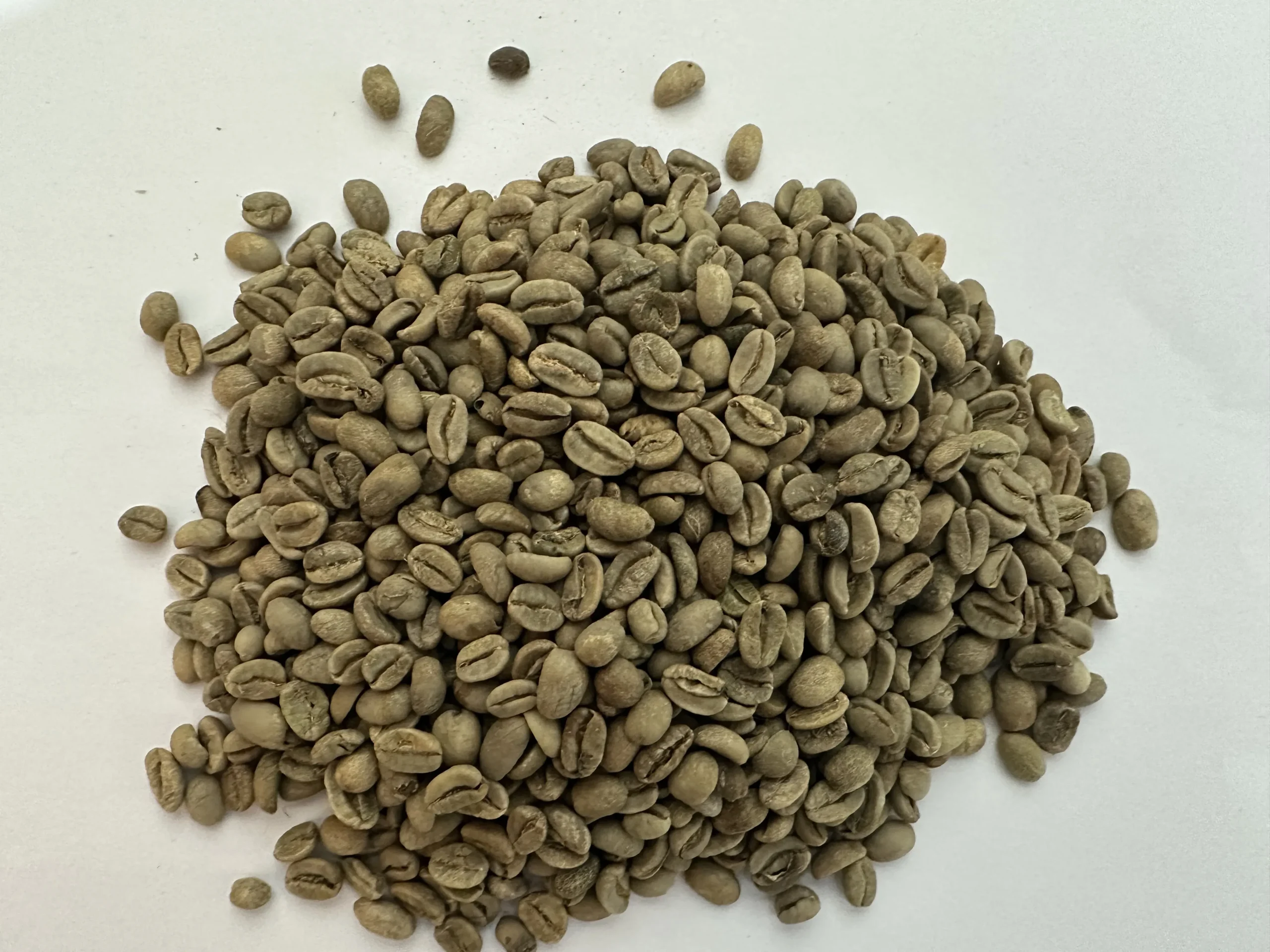 دانه سبز عربیکا اتیوپی لکمپتی نچرال اسکیرین 16 | Ethiopia Lekempti Natural - تصویر 4