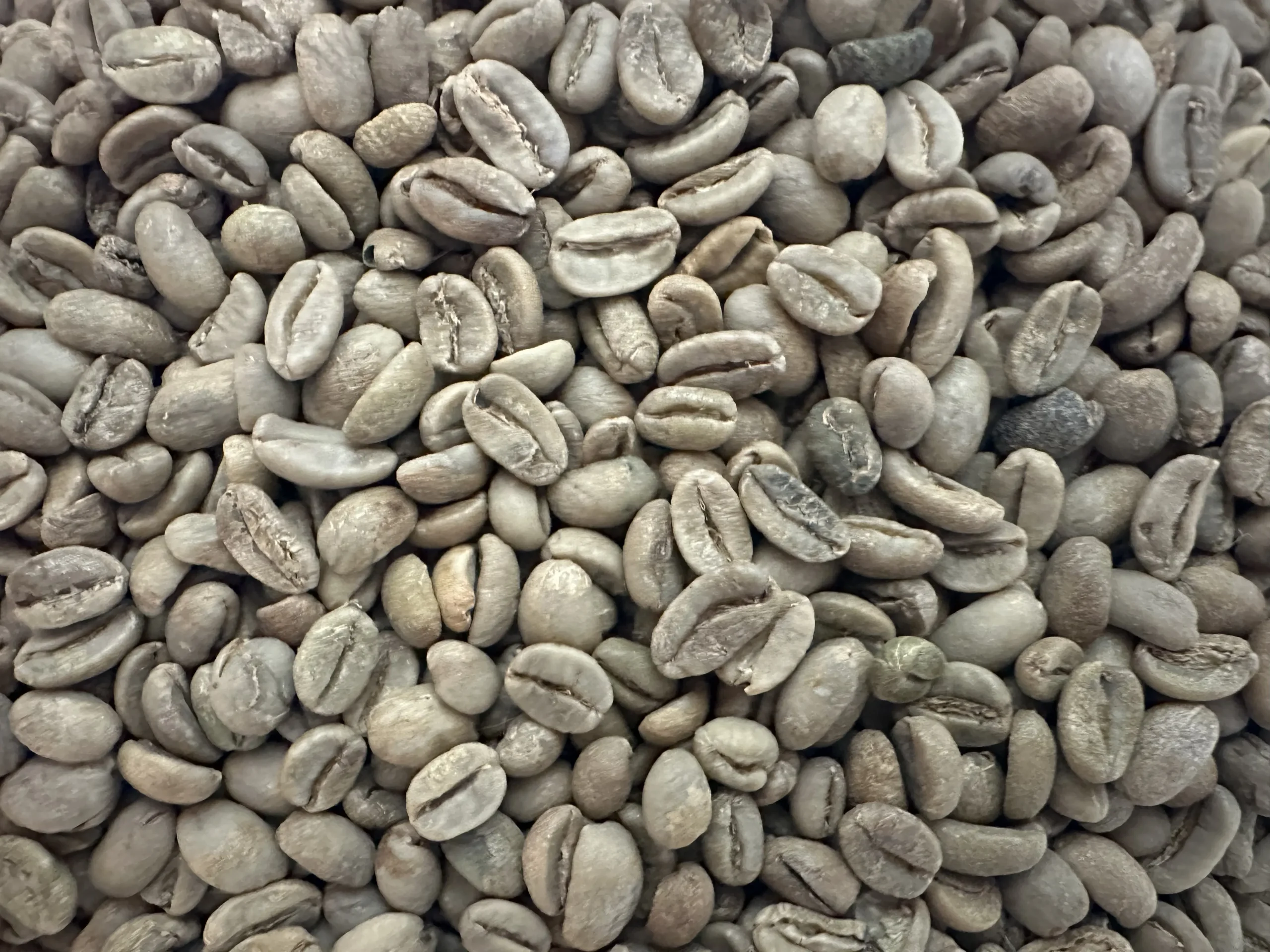 دانه سبز عربیکا اتیوپی لکمپتی نچرال اسکیرین 16 | Ethiopia Lekempti Natural - تصویر 3