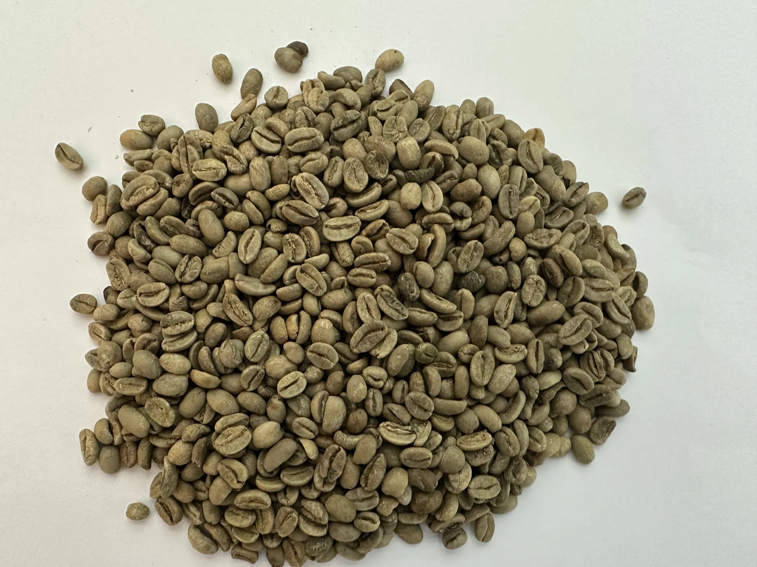 دانه سبز عربیکا اتیوپی لکمپتی نچرال اسکیرین 16 | Ethiopia Lekempti Natural - تصویر 2